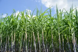 Biobased plastics